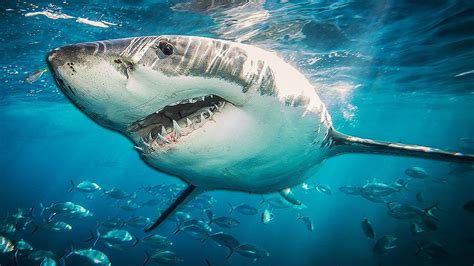 Shark Dna Could Help Cure Cancer And Age Related Illnesses In Humans