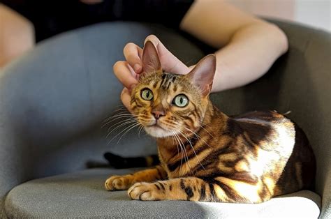 Toyger Price Personality Lifespan Facts Siamese Of Day