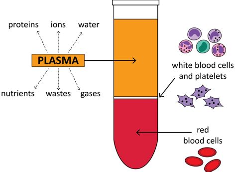 Blood Separation Learn The Process Techniques Recommendations