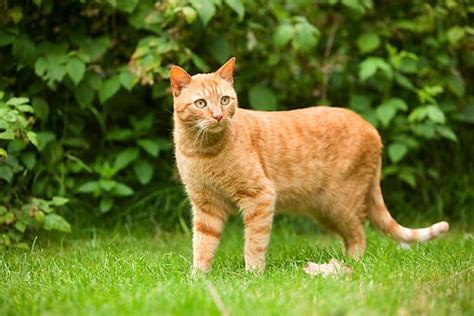 Cat 02 Je0009 01 Orange Tabby Cat Standing On Grass By Shrubs