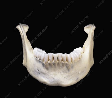 The Human Lower Jaw Bone Or Mandible Stock Image C0127987