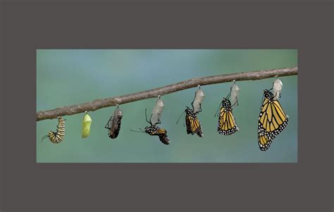 Metamorphosis Definition Types And Stages Science Shape