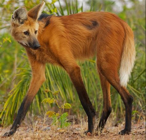 Maned Wolf Creatures Of The World Wikia Fandom