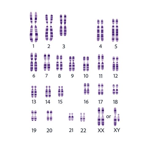 Each Cell Usually Has 23 Pairs Of Chromosomes Ring20 Research And
