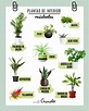 10 plantas de interior resistentes que requieren poca luz | Plantas de ...