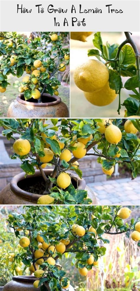 How To Grow A Lemon Tree In A Pot In 2020 Lemon Tree Container
