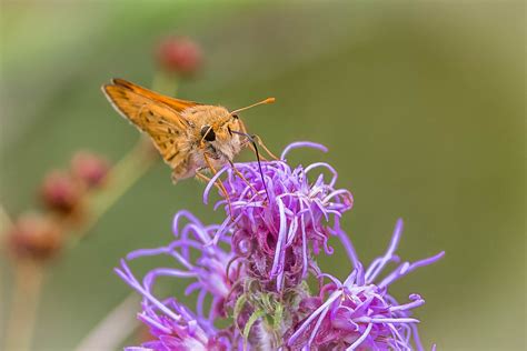 Fiery Skipper On Liatris Michael Weatherford Flickr