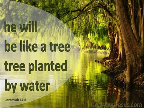 Jeremiah 178 He Will Be Like A Tree Planted Green