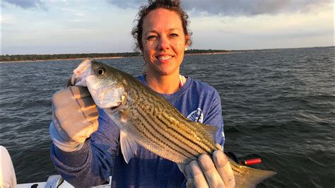 striped bass catch clean and cook youtube