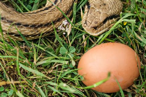 What Human Foods Can Snakes Eat And What To Avoid Feeding Them The
