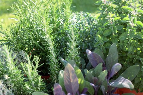 Starting An Herb Garden How To Plant An Herb Garden