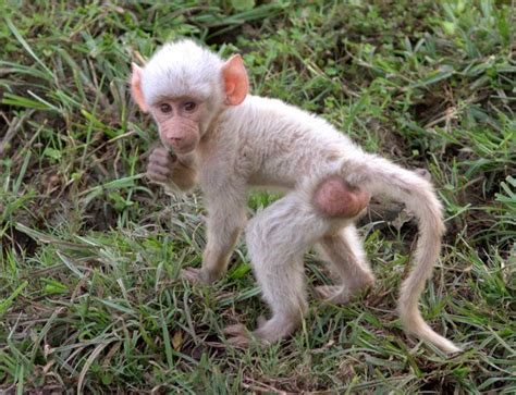 21 Albino Monkey Ideas In 2021