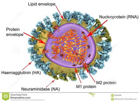 We recommend you use a larger device to draw your structure. Structure Of Influenza Virus Stock Illustration - Illustration of illustration, h5n8: 96264068