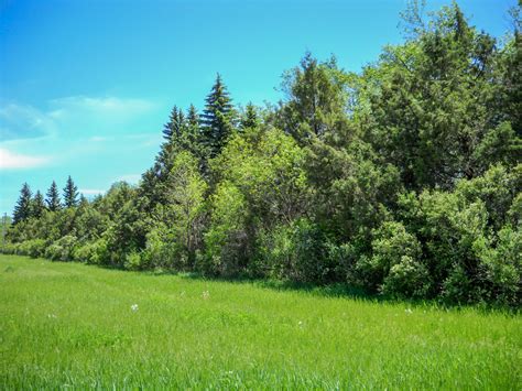 Prairie States Forestry Project Psfp Shelterbelt Landscape Sah