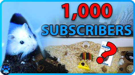 1000 Subscribers And Snowball The Roborovski Dwarf Hamsters Cage Clean