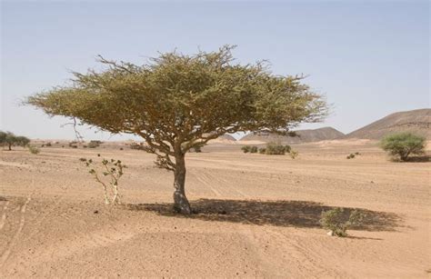 10 Things You Didn T Know About African Acacia Trees Africa Trees