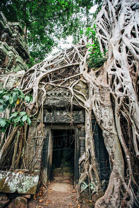 Tree Growing Over Ruins At Angkor Wat Siem Reap Cambodia Stock