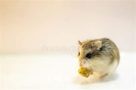 Roborovski Hamster Eating Food Stock Photo Image Of Wild Dwarf