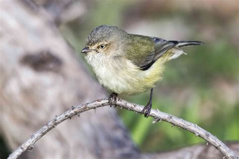 9 Of The Worlds Smallest Birds