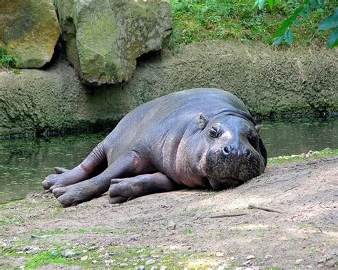 Pygmy Hippo Facts Diet Habitat And Pictures On Animaliabio