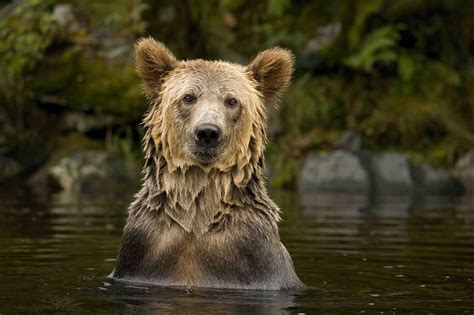Canadian Wildlife Photography Of The Year Exhibition On View Through