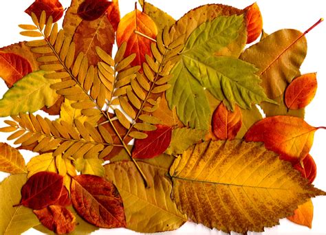 Autumn Leaves Collage Picture Free Photograph Photos Public Domain