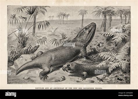 Reptiles And An Amphibian Of The New Red Sandstone Period Hi Res Stock