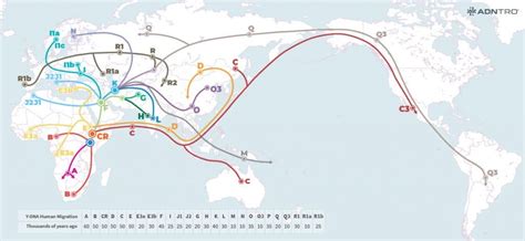 Haplogroups The Footprint Of A Great Journey Adntro
