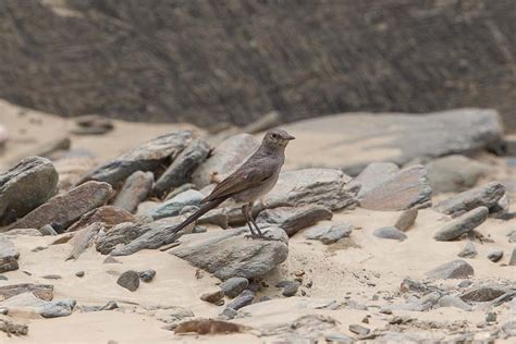 Birds Of Saudi Arabia Bani Malik