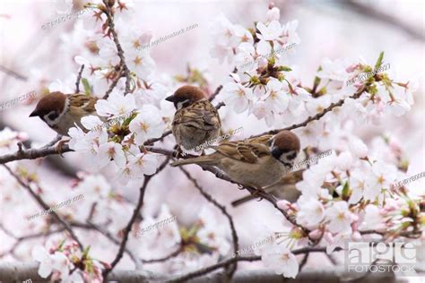 Sparrows Surrounded By Cherry Blossoms Stock Photo Picture And