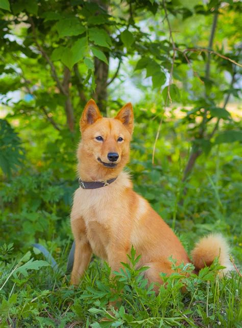 Russian Dog Breeds The Amazing Pups That Came From Russia In 2021