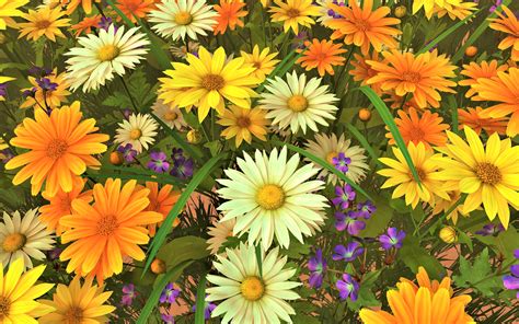 Colorful Daisies Image Abyss