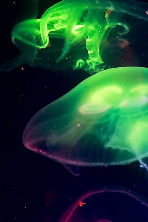 Rainbow Jellyfish Jellyfish Ocean Creatures Beneath