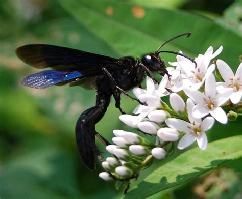 Great Black Wasp Sphex Pensylvanicus Long Island Ny A Photo On
