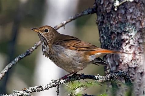 What Is The State Bird Of Vermont All Facts Explained