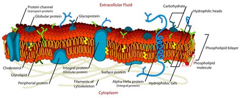 Integral membrane proteins can be. Membrane protein - The School of Biomedical Sciences Wiki