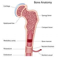 Labeling portions of a long bone learn with flashcards, games and more — for free. A diagram of the anatomy of a bone, showing the bone ...
