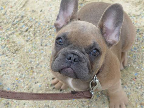 These efforts resulted in this guide, called the french bulldog secrets Luna - French Bulldog Puppy - 2 Week Residential Dog ...