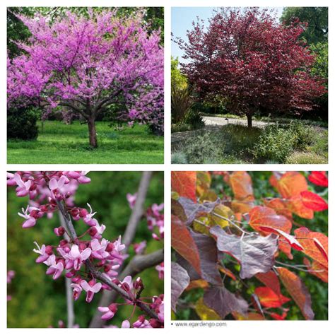 Cercis Canadensis Forest Pansy Is A Purple Leaf Eastern Redbud Zone