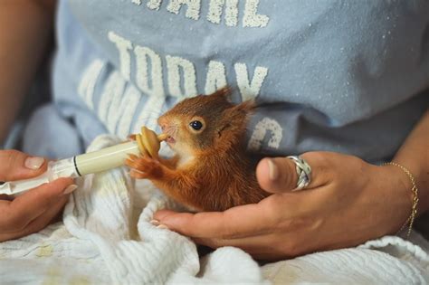 Can You Keep A Squirrel As A Pet 8 Things You Need To Know Pet Keen