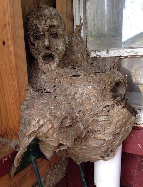 Pictured Terrifying Hornets Nest With A Nightmarish Face Found In