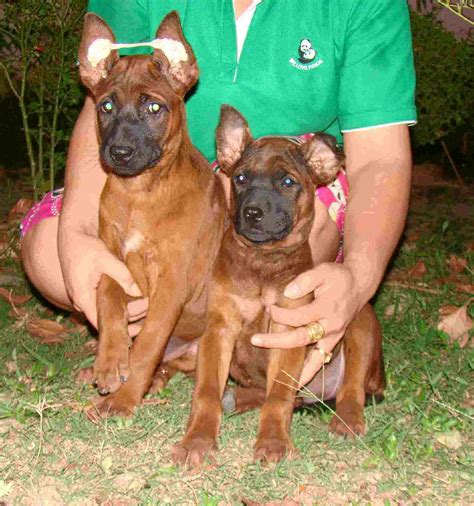 May 14, 2021 · เมื่อวันที่ 14 พฤษภาคม น.ส. ขายสุนัขพันธุ์ไทยหลังอานสีแดงเข้ม
