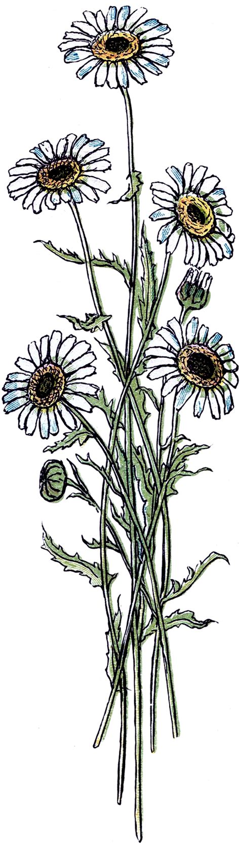 We did not find results for: Pretty Vintage Daisy Drawing! - The Graphics Fairy