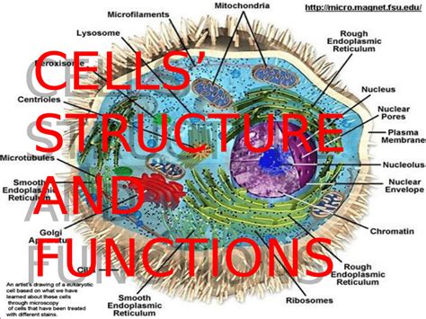 Parts Of A Cell And Its Function