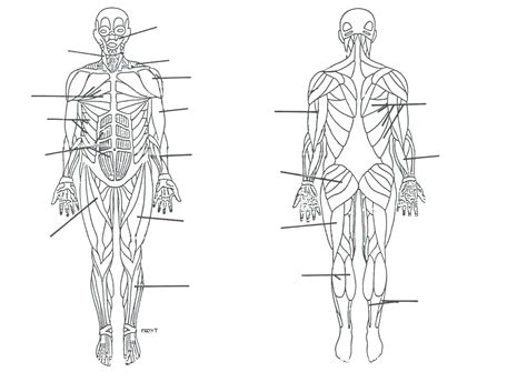 Muscular System Labeling Worksheet