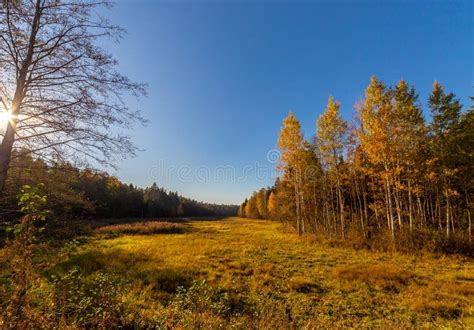 Autumn Trees And Blue Sky Stock Image Image Of Beautiful 129470143
