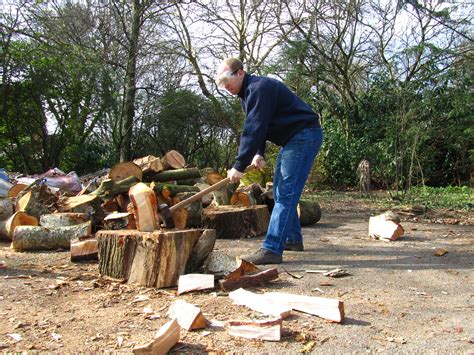 The dark and light parts of the growth rings in pine have great contrast. Logs Update - Martineau Gardens