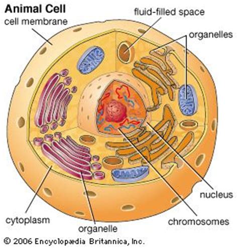 Cholesterol is another lipid component of animal cell membranes. 10 best images about How to learn about the parts of plant ...