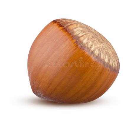 Whole Hazelnut Isolated On White Background Single Brown Nut Close Up
