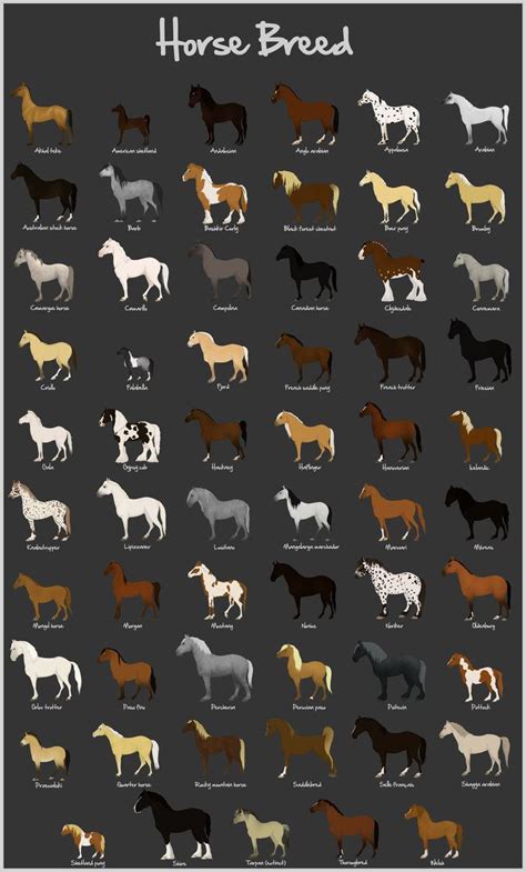 great horse breed poster horsesriding pinterest   charts